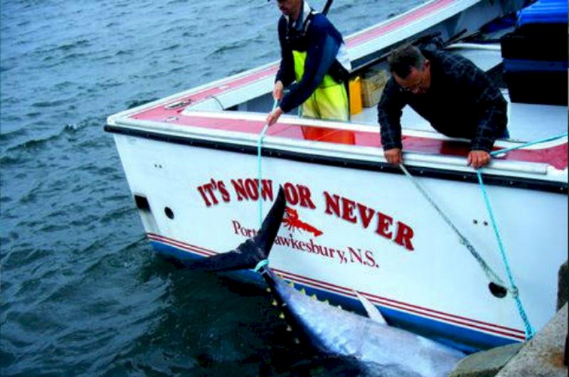It’s Now or Never Tuna Charters